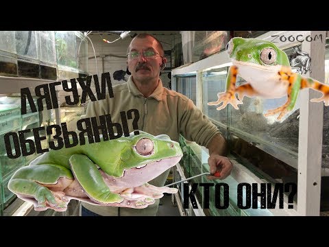 Видео: Лягушки-обезьяны: КТО ЖЕ ОНИ? Долгожданный обзор.