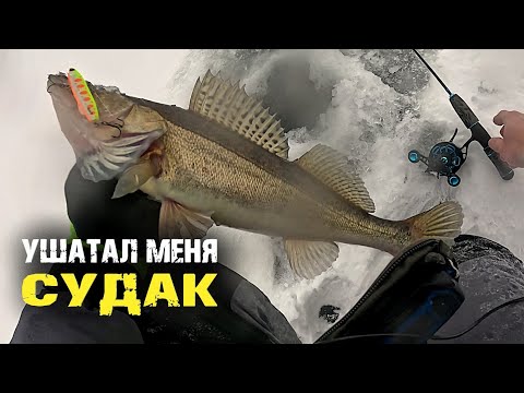 Видео: УШАТАЛ МЕНЯ СУДАК ЗА ДВЕ РЫБАЛКИ