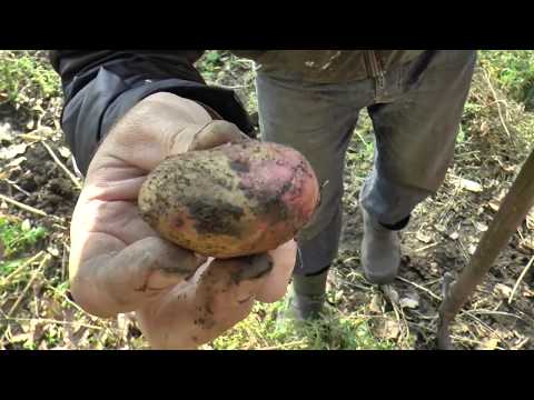 Видео: Как из 1 кг КАРТОШКИ собрать 100 кг КАРТОШКИ урожай картошки