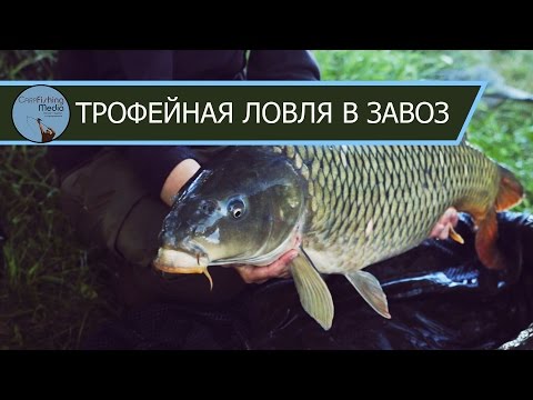 Видео: Трофейный карпфишинг: ловля в завоз. Часть I