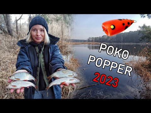 Видео: неРЕАЛЬНА ПЛОТВА НА СПІНІНГ! ПОКО ПОПЕР - ВИНИЩУВАЧ ПЛОТВИ! Як ловити плотву на спінінг попла поппер