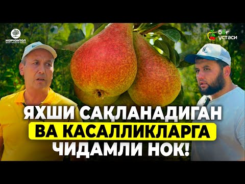 Видео: ЭКСПОРТБОП НОК ВА ОЛХЎРИ НАВЛАРИ! | ШУҲРАТ АБРОРОВ #shuhratabrorov #nok #sliva #meva #uzbekistan