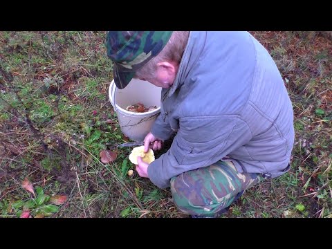 Видео: УШЛИ С СОСЕДОМ В ЛЕС ПО ГРИБЫ И НАШЛИ ХОРОШИЕ НАХОДКИ!