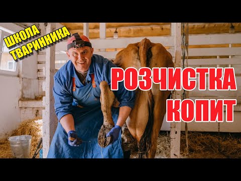 Видео: Як обрізати копита корові? | Розчистка копит | Школа тваринника | Куркуль