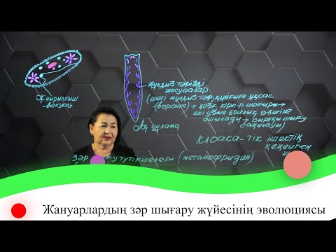 Видео: Жануарлардың зәр шығару жүйесінің эволюциясы. 7 сынып.