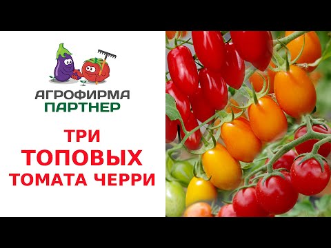 Видео: ТРИ ТОПОВЫХ ТОМАТА ЧЕРРИ