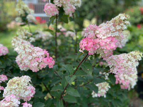 Видео: #Какобрезатьвесной#1-2 и 3х летнего возраста#метельчатуюгортензию #Передержка#саженцев до посадки.