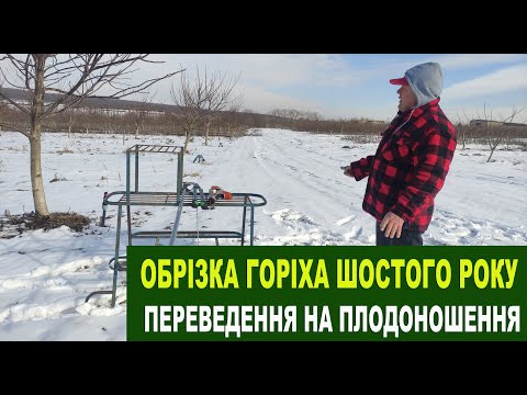 Видео: №161 Обрізка горіха шостого року від посадки. Переведення на плодоношення