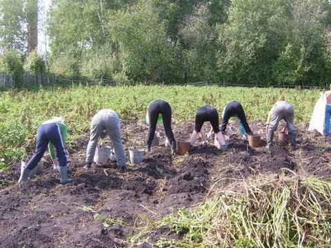 Видео: Посадка картофеля мотоблоком под плуг #ДАЧА#САД#ОГОРОД