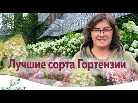 Видео: Ты узнаешь ее из тысячи... Сорта метельчатой гортензии.