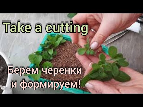 Видео: Petunia pruning. Обрезка петунии и черенки.