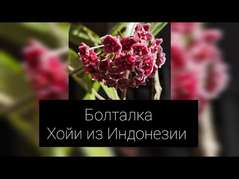 Видео: болталка. хойи из Индонезии