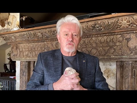 Видео: Платиновые собаки. Что это такое? Как их сделать?