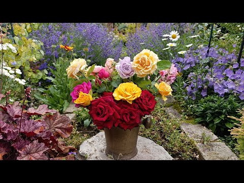 Видео: Первая волна цветения роз 🌹. Прогулка по саду 😊