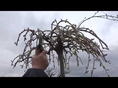 Видео: Верба плакучая. Весенняя обрезка после цветения, в форме зонтика  - 3-х  летка.