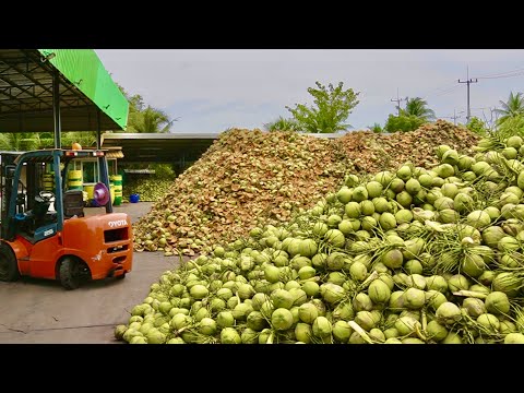 Видео: 10 000 шт. в день/удивительная массовая резка кокоса/кокосовая фабрика в таиланде