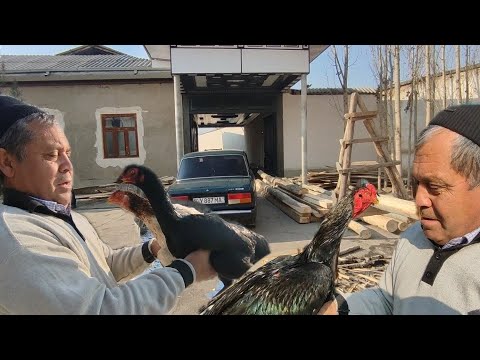 Видео: ЕСИНЛИК ЕСКИ ПАРВОЗ ОБИДЖОН АКА ДАКАНЛАРИ ДАКАН ИШКИБОЗЛАРИ УЧУН МАХСУС ВИДЕО