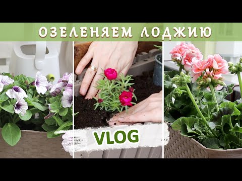 Видео: Что посадить на лоджии весной? Неприхотливые цветы и овощи.