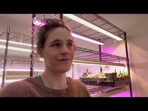 Видео: Получите в 10 раз больше георгинов за копейки: черенкование георгинов, часть 1