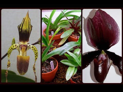 Видео: ПАФИОПЕДИЛУМ: коллекция гибридов. Пересадка & обзор в ноябре 2018 г.