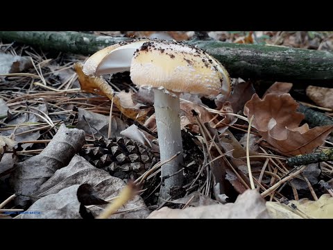 Видео: Галлюциногенный, ядовитый и противоречивый гриб - Мухомор ярко-жёлтый | Amanita gemmata