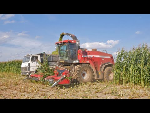 Видео: Заготовка силоса / ПАЛЕССЕ FS 8060, МАЗы 5551, 5516, БЕЛАРУС 1221 и др./