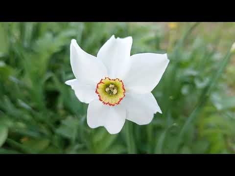 Видео: Брошенная деревня в глубинке.Одоевский район. Жестовое.Тульская область.