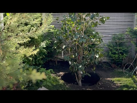 Видео: Посадка🪏 огромной камелии🌺в грунт и спасение птенца🐣воробья