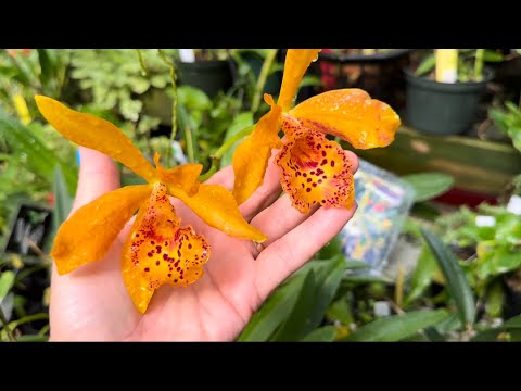 Видео: В гости к орхоману ! Ну какую группу орх не возьми все с цветоносами ! Теплица Эдгара в Огайо. ❤️😁