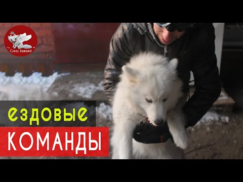 Видео: Ездовые команды для собак (лево-право, мимо,..). Ездовой спорт.