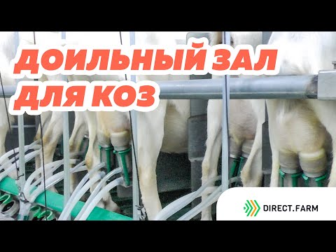 Видео: Доильный зал для коз