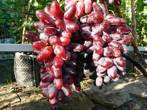 Видео: Виноград Байконур (Grape Baykonur) 2015