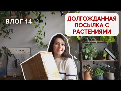 Видео: РАСПАКОВКА посылки с коллекционными РАСТЕНИЯМИ