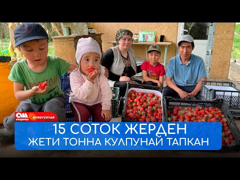 Видео: 1 айда 7 тонна КУЛПУНАЙ сатып МИЛЛИОН тапкан ЖАШ үй-бүлө