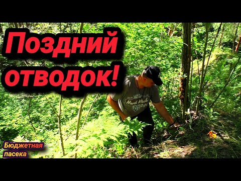 Видео: Отводки!