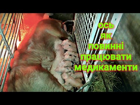 Видео: МЕГА опорос Лисиці❗