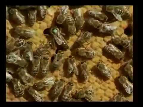 Видео: Инструментальное осеменение пчелиных маток, IWF, Германия