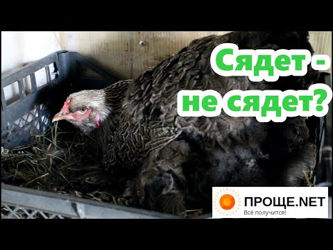 Видео: Наблюдаю за наседкой! Брама готовится стать мамой.