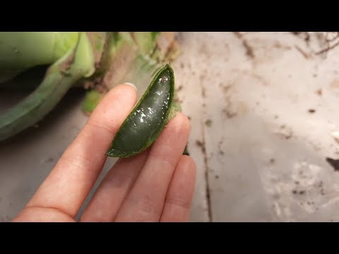 Видео: Пересадка 15-ти летнего монстра алоэ-вера.