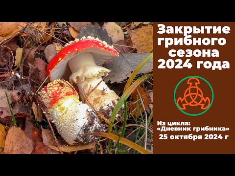 Видео: Закрытие грибного сезона 2024 года. Дневник грибника 25 октября 2024 года.