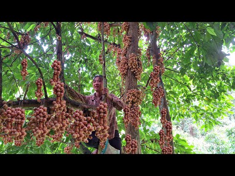 Видео: Жизнь вне сети: Собирайте лесную землянику — вкуснейшую ягоду. Посадите больше ананасов.