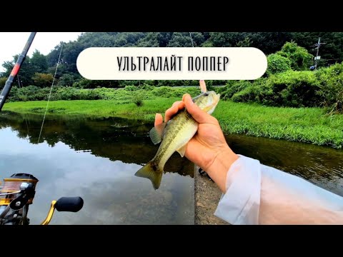Видео: 🎣Активный клев на микро поппер. Ультралайт рыбалка в Корее. 달창저수지