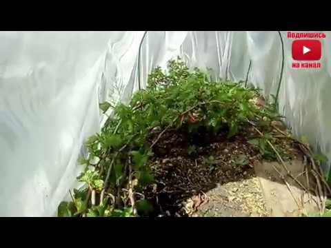 Видео: виноград сорт зимостойкий весна укрытие осенний урожай Traube, grape