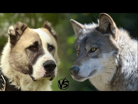 Видео: ВОЛК ПРОТИВ АЛАБАЯ - КТО ПОБЕДИТ? КТО СИЛЬНЕЕ?