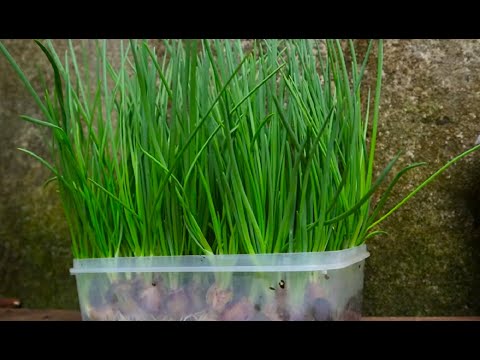 Видео: 4 простих способи вирощування цибулі на перо  на підвіконні