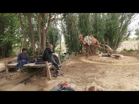 Видео: Афғонистонда туя ёрдамида сув чиқариш! Жиқир!