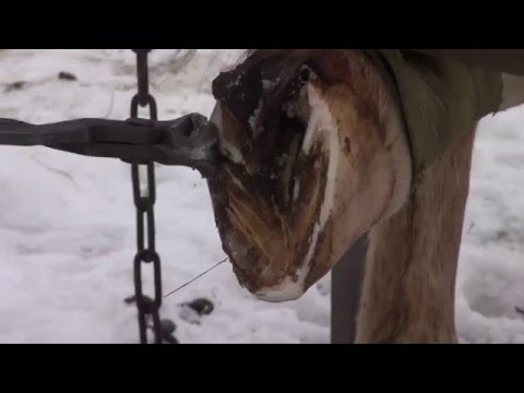 Видео: Расчистка копыт лошади в станке.