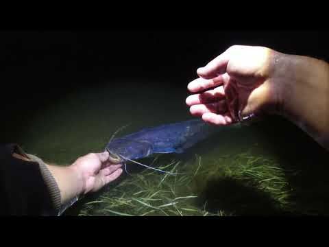 Видео: ЖОР СОМА В СПЕКУ 30+!!! Нічна Рибалка НА ЗАКИДУШКИ, ДОНКИ на річці Горинь!!! #KomandaA #КомандаА