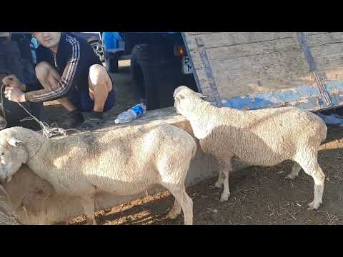 Видео: Ұзынағаш мал базары, қой ешкі бағалары. 23 07 23