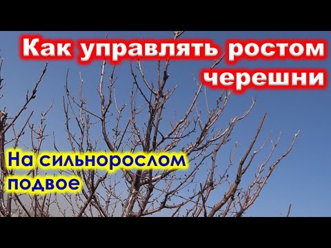 Видео: Как УПРАВЛЯТЬ РОСТОМ ЧЕРЕШНИ на сильнорослом подвое